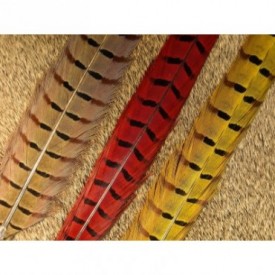 RINGNECK PHEASANT CENTER TAIL