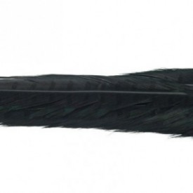 RINGNECK PHEASANT CENTER TAIL