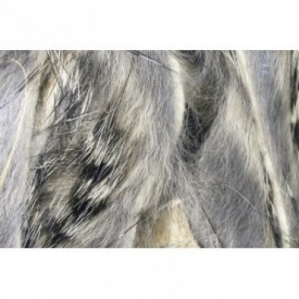 BLACK BARRED RABBIT STRIPS